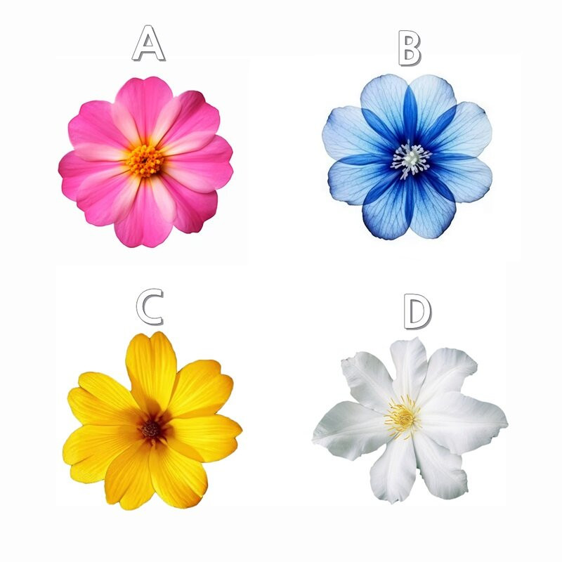 🌸 꽃 고르면 딱! 지금 나에게 필요한 한마디 심리테스트