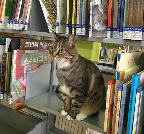 내 잠재된 바람기, 고양이가 폭로한다? 😼
